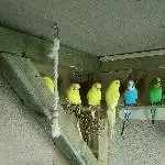 Wellis suchen ein neues Zuhause Bild 1