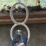 Wellis suchen ein neues Zuhause Bild 3