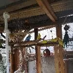 Wellis suchen ein neues Zuhause Bild 2
