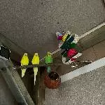 Wellis suchen ein neues Zuhause Bild 4