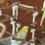 11 Wellensittiche abzugeben (Notsituation) Bild 8