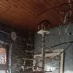 11 Wellensittiche abzugeben (Notsituation) Bild 6