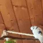 11 Wellensittiche abzugeben (Notsituation) Bild 5