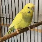 Wellidame (PBFD-positiv) sucht neues Zuhause Bild 1