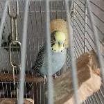 Wellensittich-Witwer sucht Schwarm Bild 1