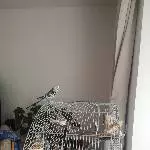 Wellensittich-Witwer sucht Schwarm Bild 2
