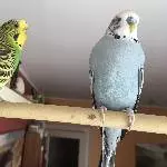 Hübscher Welli-Witwer sucht Henne oder Schwarm Bild 2