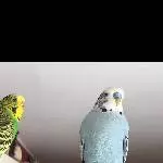 Hübscher Welli-Witwer sucht Henne oder Schwarm Bild 1