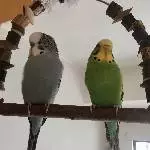 Hübscher Welli-Witwer sucht Henne oder Schwarm Bild 3