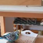 2 süße Wellis suchen ein neues liebevolles Zuhause Bild 4