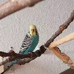 2 süße Wellis suchen ein neues liebevolles Zuhause Bild 1