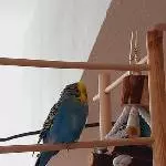 2 süße Wellis suchen ein neues liebevolles Zuhause Bild 2