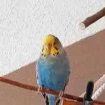 2 süße Wellis suchen ein neues liebevolles Zuhause Bild 3