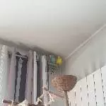 Wellensittich wegen Trauerfall abzugeben Bild 3