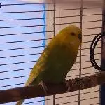 Junggebliebener Witwer sucht neuen Schwarm Bild 1