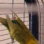 Junggebliebener Witwer sucht neuen Schwarm Bild 2
