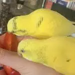 2 handaufgezogene sehr zutrauliche Wellis suchen ihr neues Zuhause Bild 5