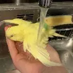 2 handaufgezogene sehr zutrauliche Wellis suchen ihr neues Zuhause Bild 3