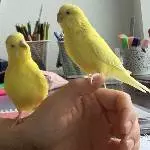 2 handaufgezogene sehr zutrauliche Wellis suchen ihr neues Zuhause Bild 7