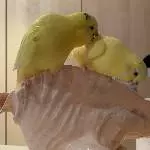 2 handaufgezogene sehr zutrauliche Wellis suchen ihr neues Zuhause Bild 4