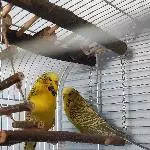 2 verwitwete Hennen abzugeben 2 Jahre alt Bild 1