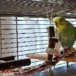 Sherlock & Valentin suchen zwei neue Schaukeln Bild 1