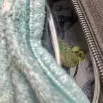 2 junge Hähne mit PBFD suchen erfahrenes Zuhause Bild 1
