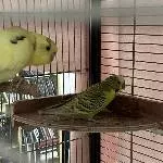 2 junge Hähne mit PBFD suchen erfahrenes Zuhause Bild 4