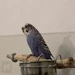 Liebe blaue Henne an Hahn abzugeben Bild 1