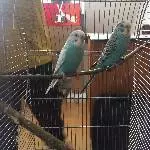 2 blaue Wellensittiche abzugeben Bild 1