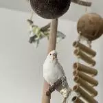 Suche neues Zuhause für Wellensittiche Bild 1