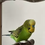 Suche neues Zuhause für Wellensittiche Bild 6