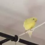 Welli-Henne Sissi (4,5 Jahre alt) sucht ein neues Zuhause Bild 1