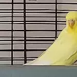 Welli-Henne Sissi (4,5 Jahre alt) sucht ein neues Zuhause Bild 2