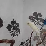 3 Wellis suchen altersgerechtes Zuhause Bild 2