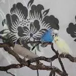 3 Wellis suchen altersgerechtes Zuhause Bild 3