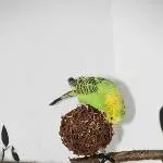 3 Wellis suchen altersgerechtes Zuhause Bild 4
