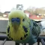 Kapitän sucht einen Schwarm Bild 3