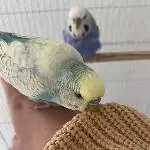 Zwei Wellensittiche zur Abgabe Bild 1