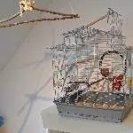 Wellensittich Paar abzugeben Bild 2