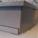 Wellensittich Paar abzugeben Bild 6