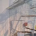 Wellensittich Paar abzugeben Bild 7