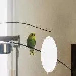 Wellensittich Henne Bild 1