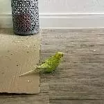 Welli Pärchen  abzugeben Bild 5