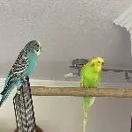 Welli Pärchen  abzugeben Bild 3