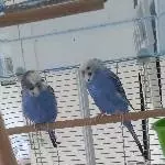 Henri und Luna suchen ein neues zu Hause Bild 1