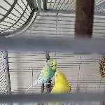 Besitzer von 2 Wellis gestorben Bild 1