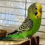 Lucy sucht dringend ein neues Zuhause Bild 1