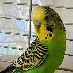 Lucy sucht dringend ein neues Zuhause Bild 2