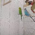 Suche neues Zuhause für meine beiden männlichen Wellis in Hamburg/Umgebung Bild 1